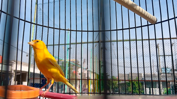 西班牙Timbrado鸟喂养图片下载