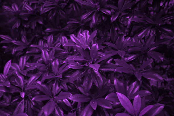 创意紫色叶子的质感。生态植物背景。图片下载
