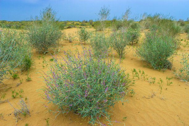 Kyzylkum沙漠中的金雀花图片下载