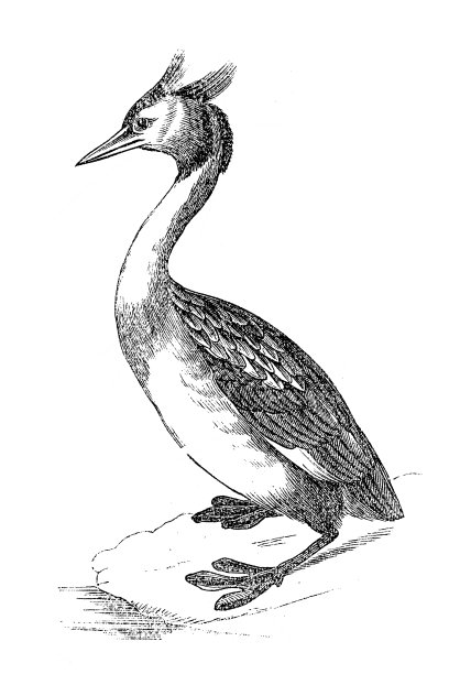 大山脊grebe (Podiceps crista)图片下载