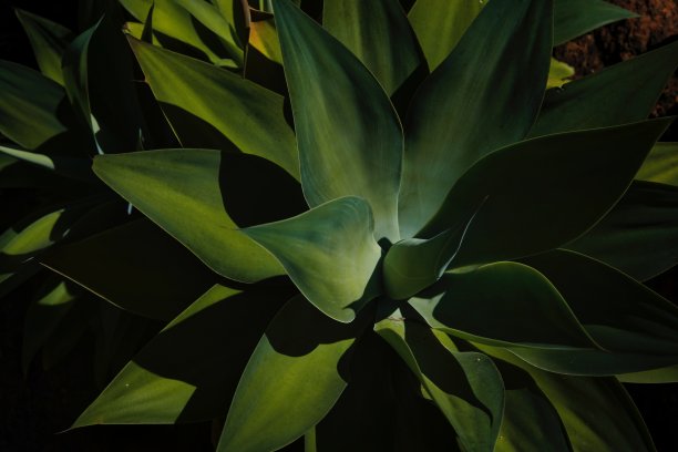 龙舌兰叶在黑暗中图片下载