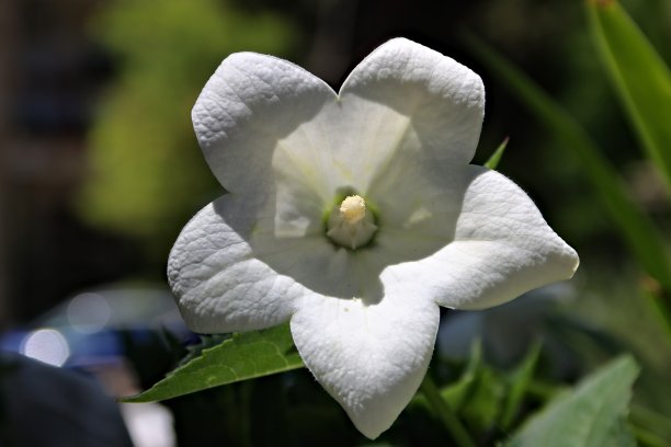 无辜的存在图片下载