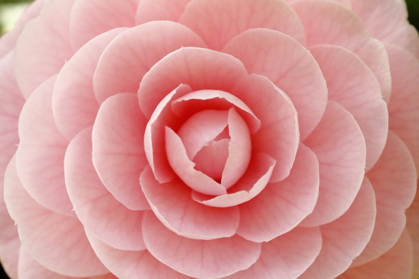 茶花在春天盛开图片下载