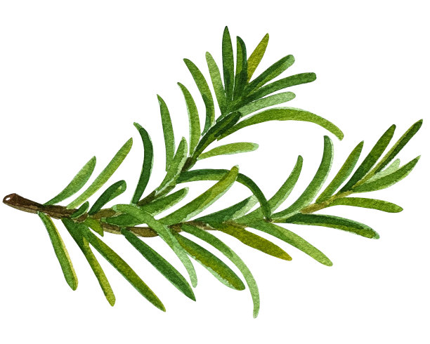 迷迭香图片下载