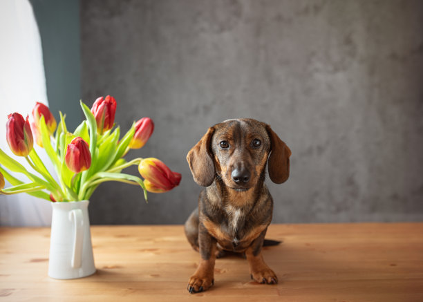 可爱的腊肠犬和窗边的郁金香。图片下载