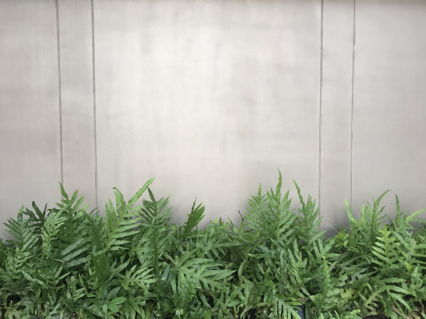 绿色的植物和白色的墙图片下载