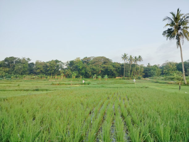曹子的种植季节图片下载