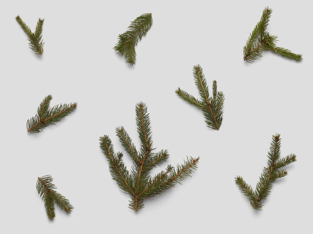 一套圣诞云杉，俯瞰明信片图片下载