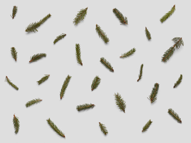 一套圣诞云杉，俯瞰明信片图片下载