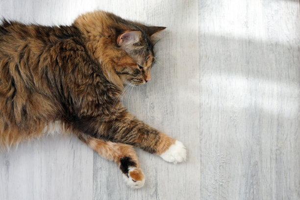 猫躺在浅色的地板上图片下载