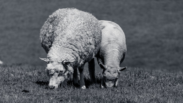 妈妈和宝宝图片下载