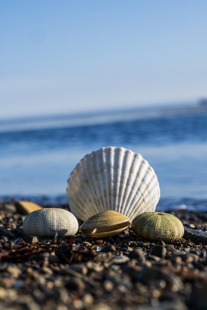 日本海岸边的贝壳图片下载