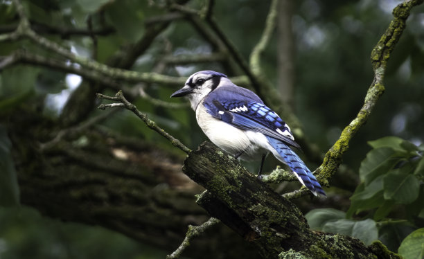 蓝松鸦向左看图片下载