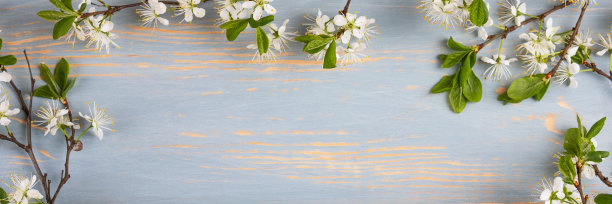 白樱花图片下载