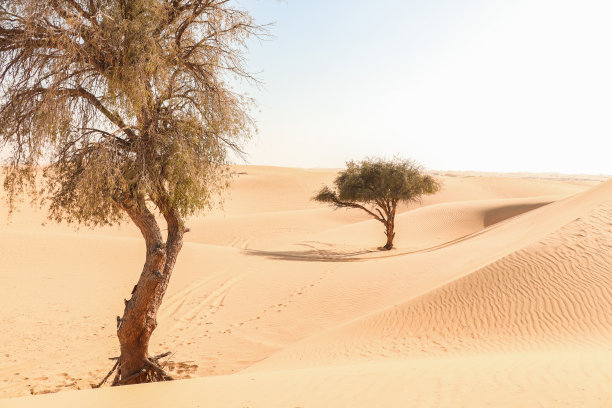 沙丘中的沙漠树木风景图片下载