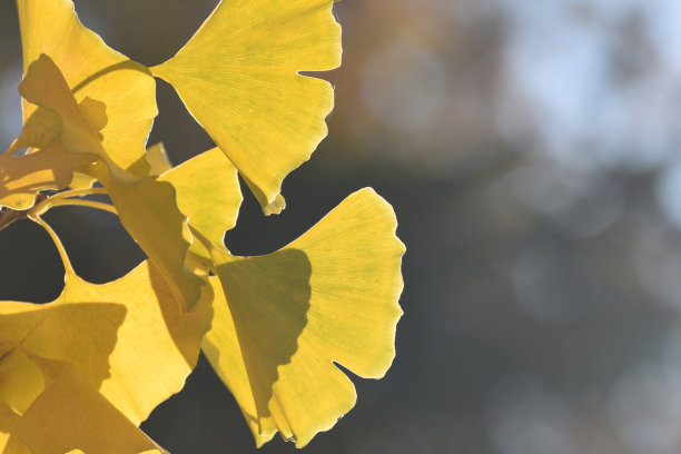 金黄的银杏叶在秋天，模糊的背景。图片下载