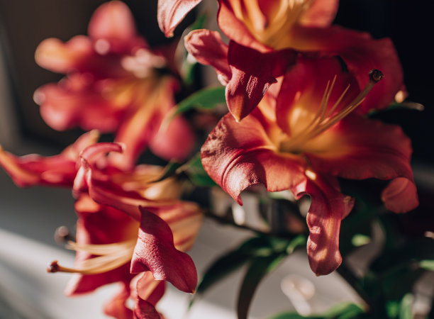 在夕阳的余晖中，粉红色的百合图片下载