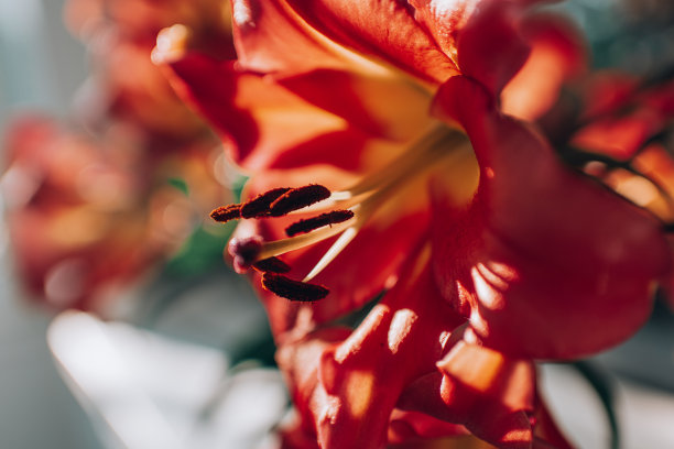 在夕阳的余晖中，粉红色的百合图片下载