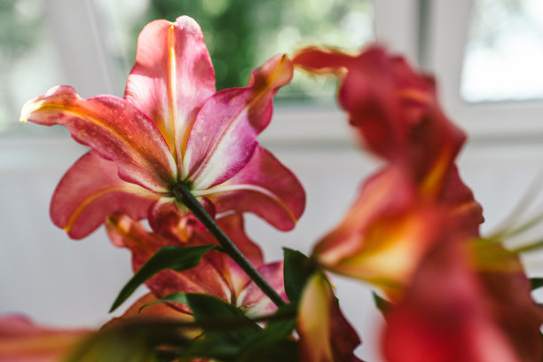 在夕阳的余晖中，粉红色的百合图片下载