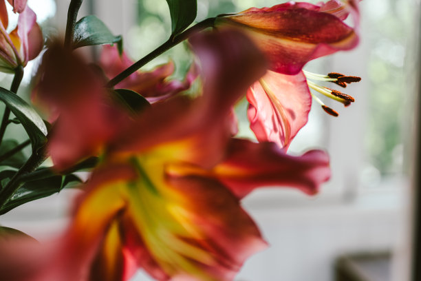 在夕阳的余晖中，粉红色的百合图片下载