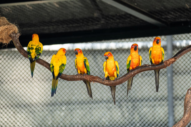 鸟太阳conures黄绿色和橙色的鸟，宠物动物园免费飞行鹦鹉的宠物商品。图片下载