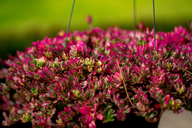 用于园林设计或美化的灌木。高品质的剪切掩模。图片下载