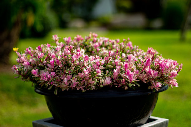 用于园林设计或美化的灌木。高品质的剪切掩模。图片下载