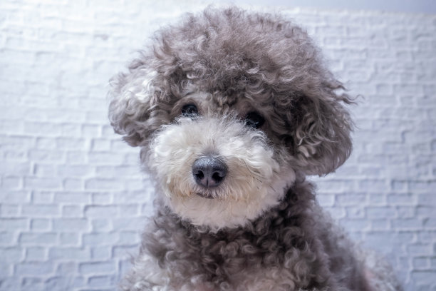 可爱的玩具狮子狗小狗-宠物图片下载