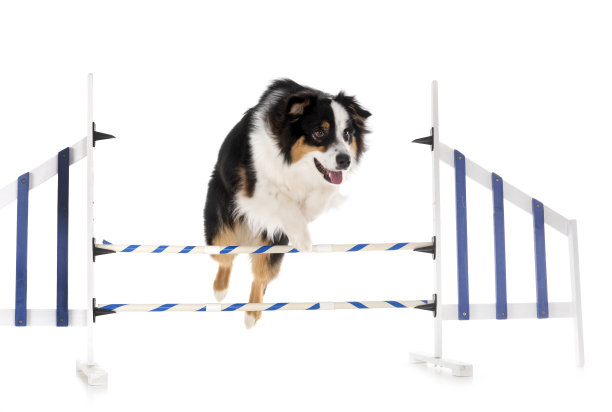 迷你美国牧羊犬图片下载