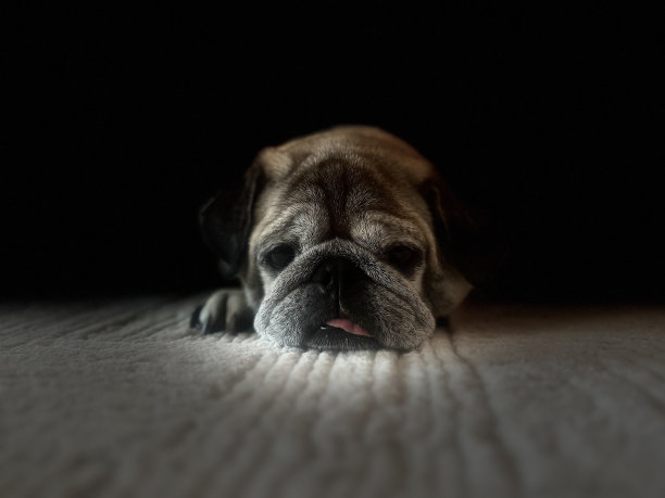 可爱的哈巴狗图片下载