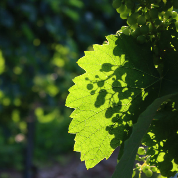 一串绿色的葡萄对着阳光图片下载
