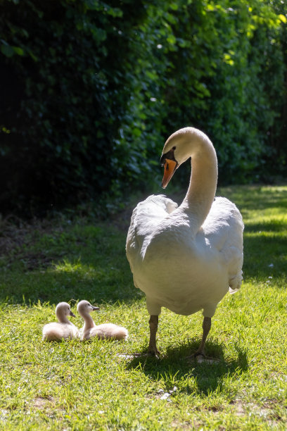 带孩子的天鹅图片下载