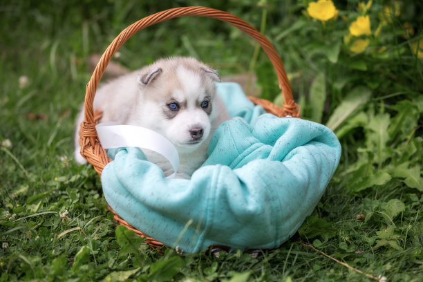 可爱的西伯利亚哈士奇小狗蓝眼睛在篮子里图片下载