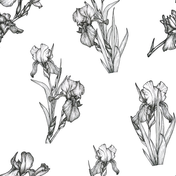 植物线条花卉鸢尾花插画无缝图案：手绘单色黑色墨水鸢尾花图案，适用于墙绘、卡片、纹身、logo图片下载