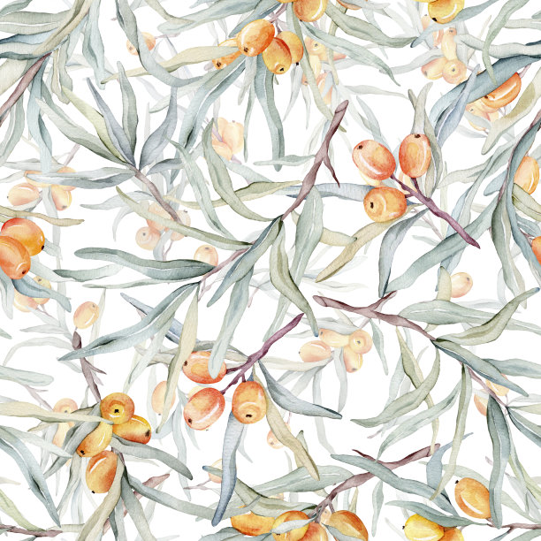 橙色沙棘图案。沙棘以健康生活为设计背景。手画。植物自然。无缝图案，用于明信片、海报、纺织品的插图设计。图片下载