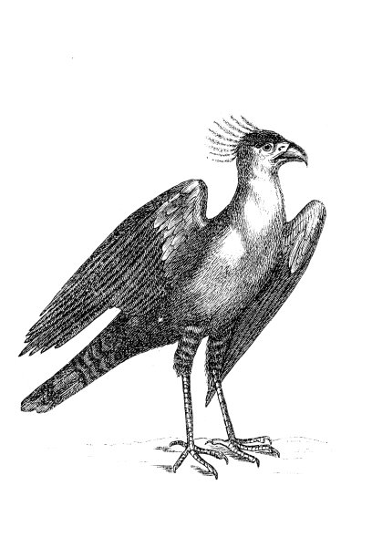 起重机秃鹰图片下载