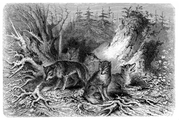 狼捕猎图片下载