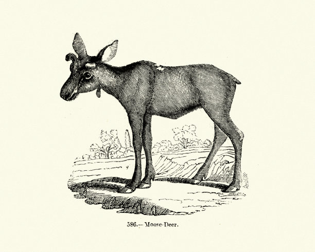 自然,鹿鹿图片下载