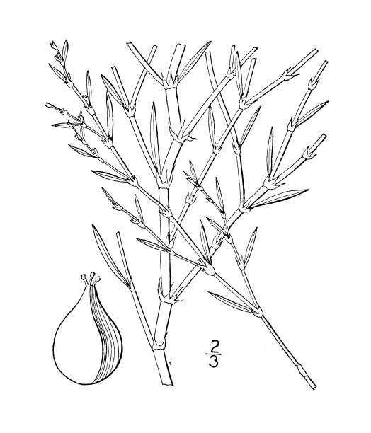 古植物学植物插图:春蓼、草原虎杖图片下载