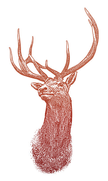 麋鹿头图片下载