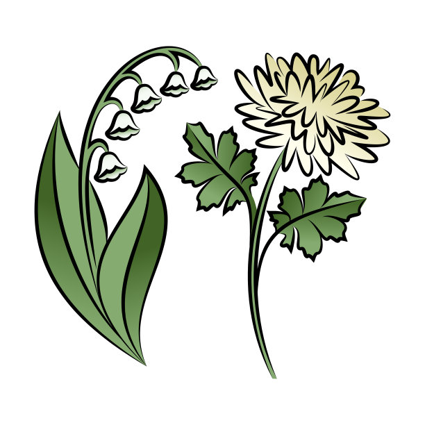 一组两个概述花。百合和菊花在素描手绘风格。矢量插图。图片下载