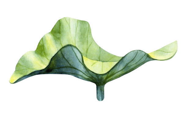 水彩手绘荷叶插图的构图孤立在一个白色的背景。图片下载