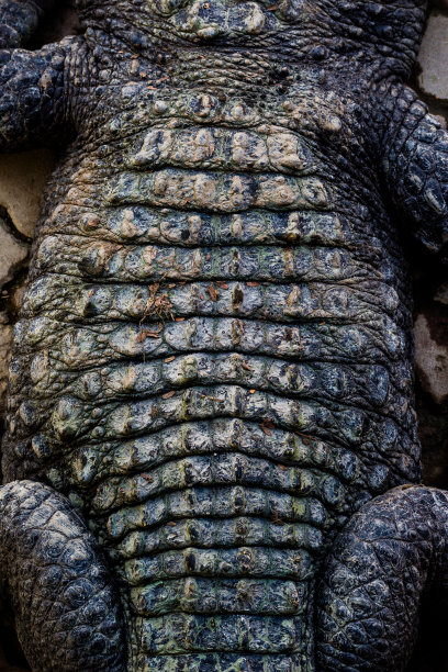 鳄鱼皮质地图片下载