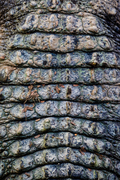 鳄鱼皮质地图片下载