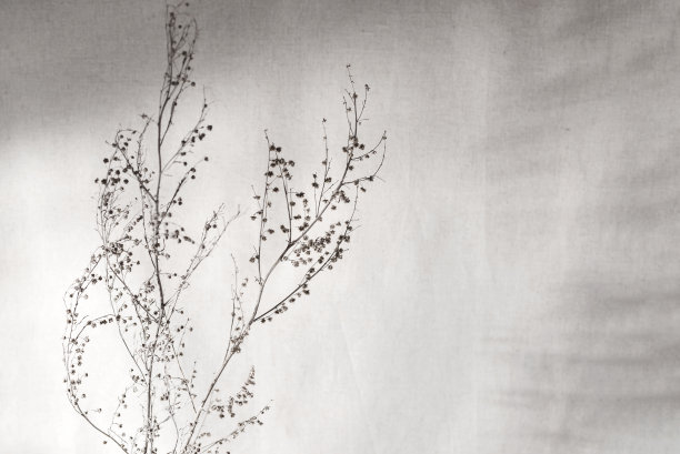 干草甸草与抽象花卉阴影在中性米色亚麻背景，太阳反射在墙上，审美品牌，博客设计模板图片下载