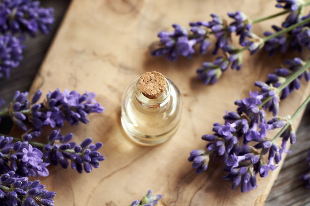 一瓶精油和盛开的薰衣草小枝图片下载