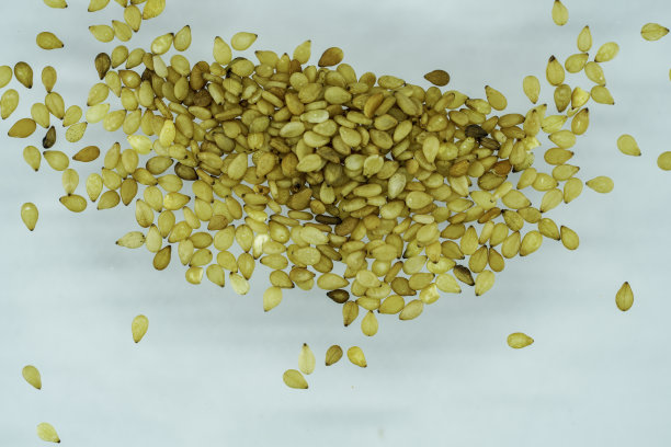 芝麻是一种油料作物，分布广泛图片下载