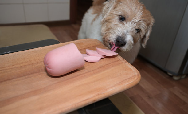 可爱的毛绒绒的狗从木板上偷了一根香肠。幽默图片下载