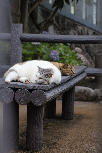一只可爱的流浪猫悠闲地睡在长椅上图片下载