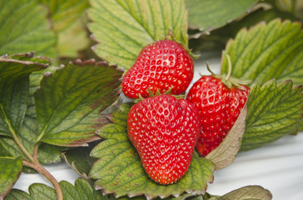 日本农场里的新鲜草莓。图片下载
